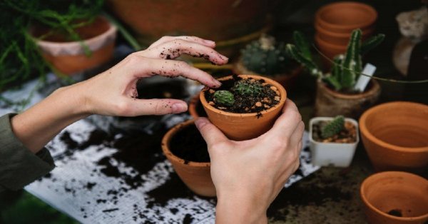 Do Your Potted Plants Have Soil Mites And Should You Get Rid Of Them?