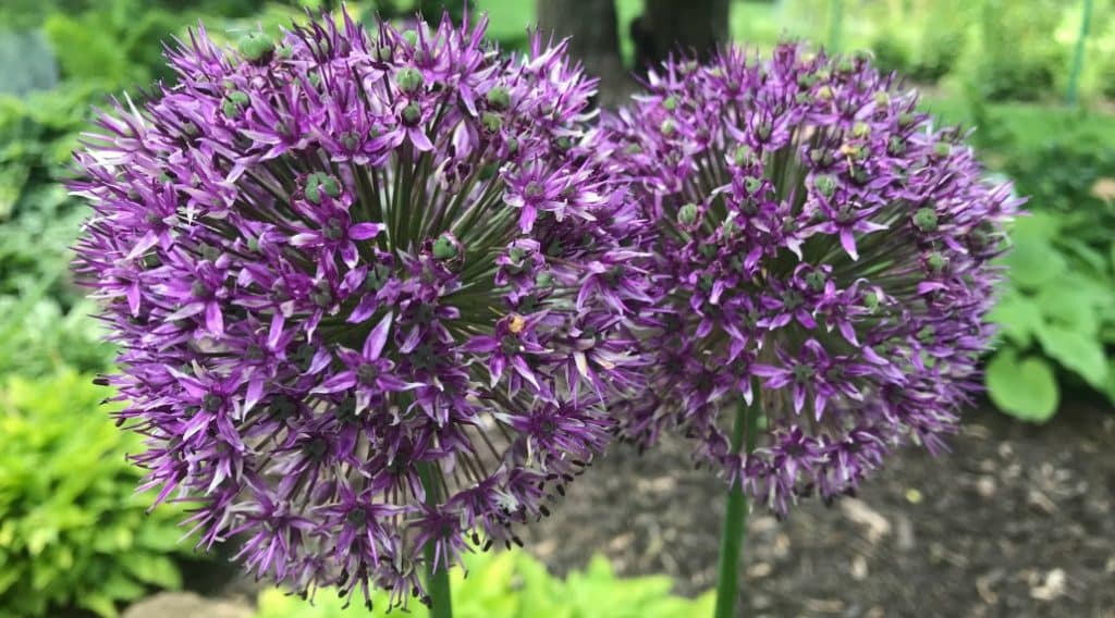 Exploring The Different Types Of Drumstick Alliums